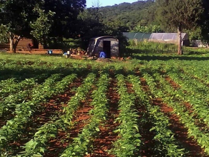 You are currently viewing Study to Develop a Value Chain Strategy for the Growth and Development of Organic Agriculture in South Africa