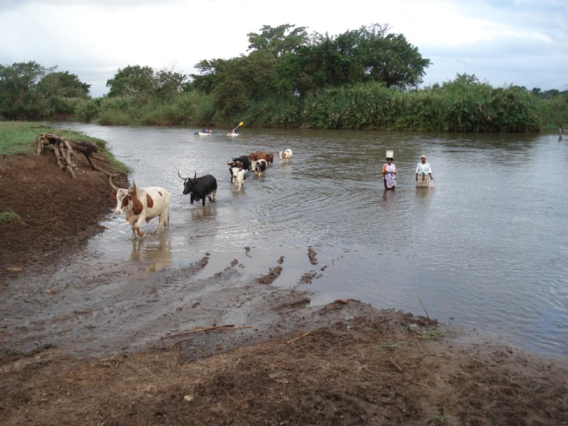 You are currently viewing Water use of agroforestry systems for food and forage production ​
