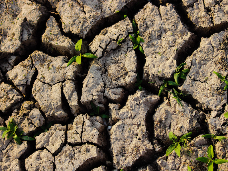 You are currently viewing Partnership with Cranfield and East Anglia Universities: Investigating the drought resilience of irrigated agriculture